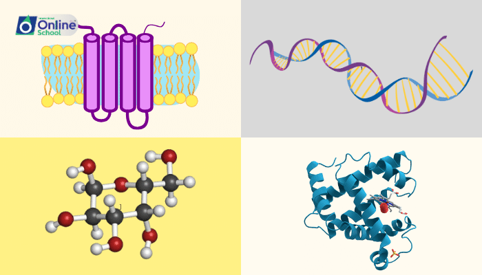 Lesson 02: The Four Fundamental Kinds of Biological Molecules